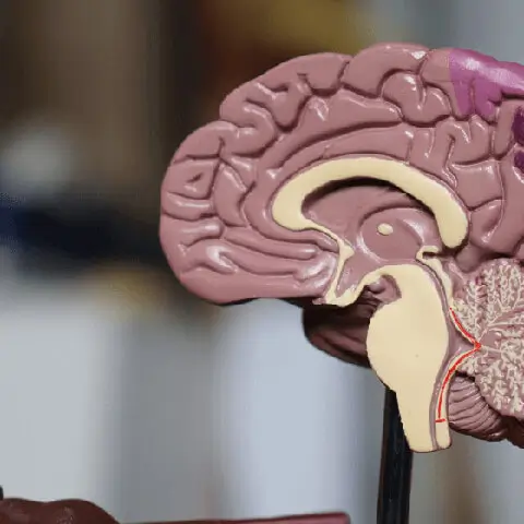 Brain